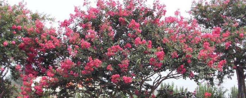 海棠树迟迟不发芽怎么办