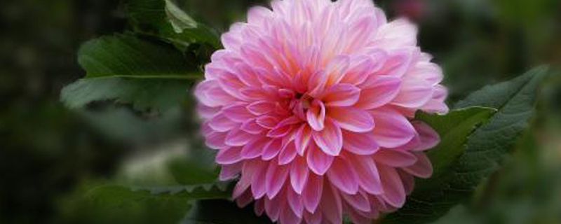 大丽菊是什么季节的花