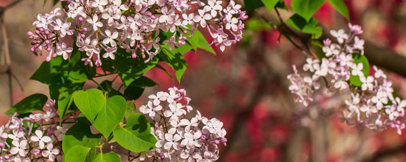 西府海棠能嫁接月季花吗