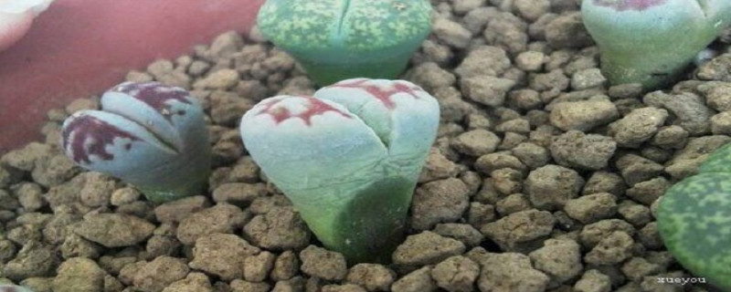 生石花浇水的时间/方法/水量/频率