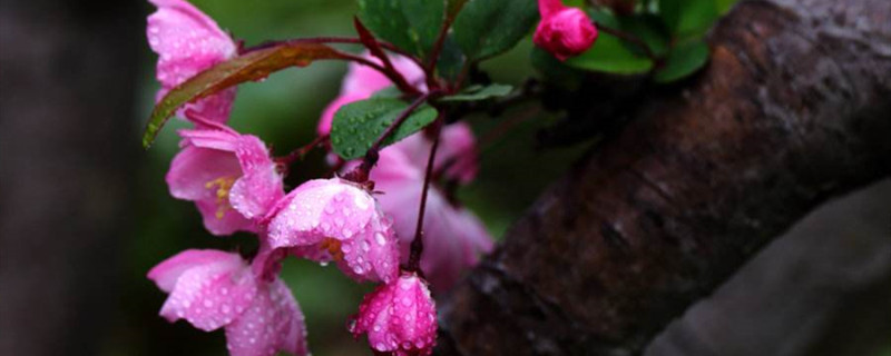 带花苞海棠花可以春季换盆吗