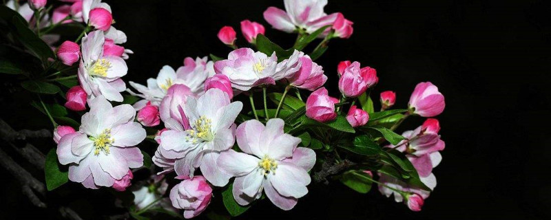 花换了新土都蔫了怎么回事 花换了新土都蔫了怎么回事