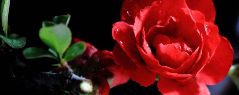花换土蔫了怎么办 花换土蔫了怎么办
