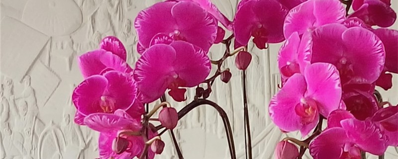 蝴蝶兰可以种在土里吗