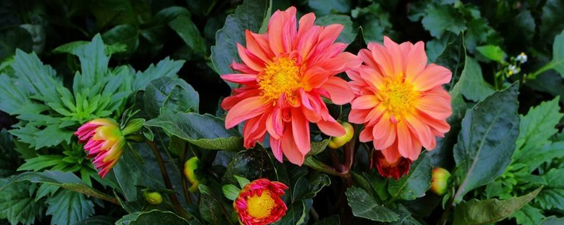 小丽花什么季节栽培 小丽花什么季节栽培