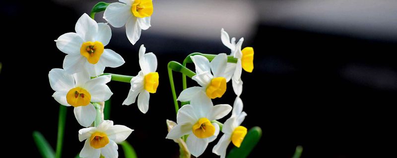 水仙什么季节发芽 水仙什么季节发芽