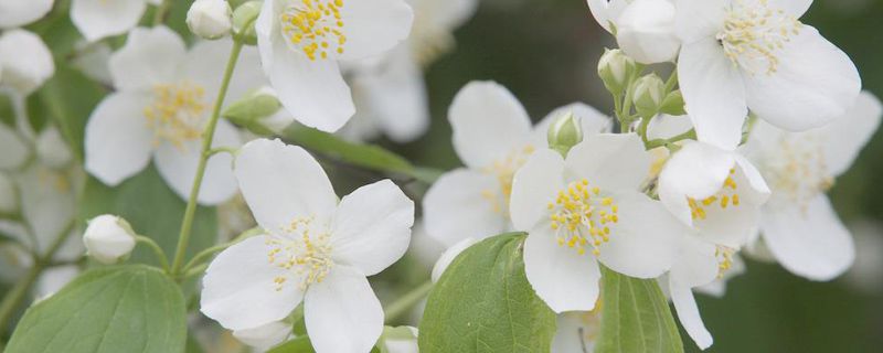 茉莉修剪的季节和方法