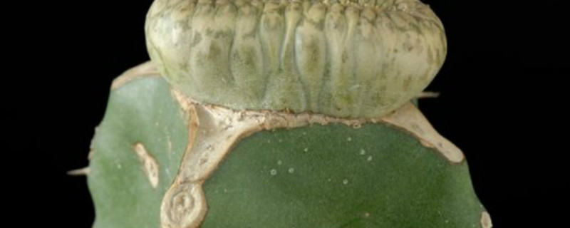 圆锥麒麟浇水方法 圆锥麒麟浇水方法