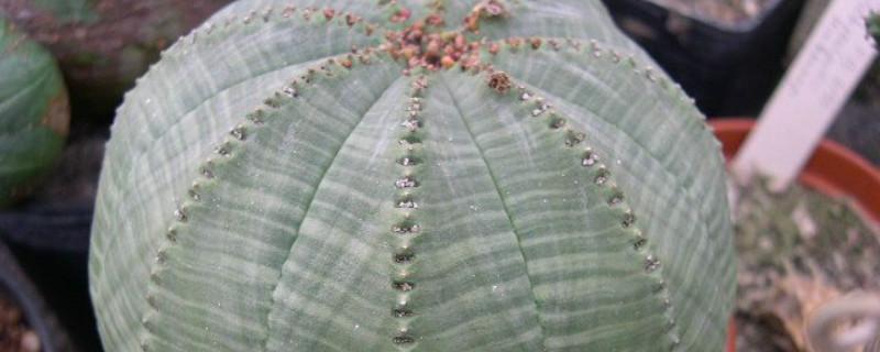 万青玉怎么过冬