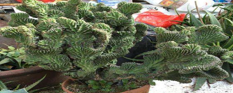 春驹什么颜色 春驹什么颜色