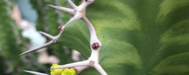 春驹的生长环境 春驹的生长环境