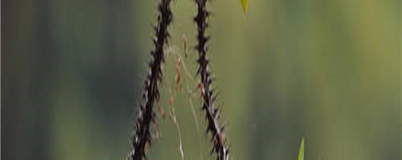 多刺大戟怎么出锦