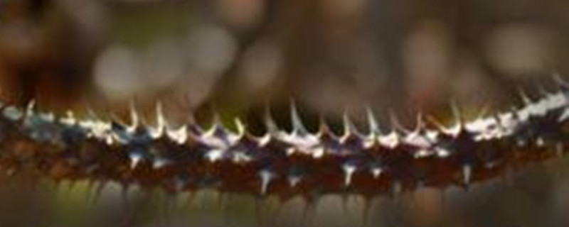 多刺大戟一天晒几小时