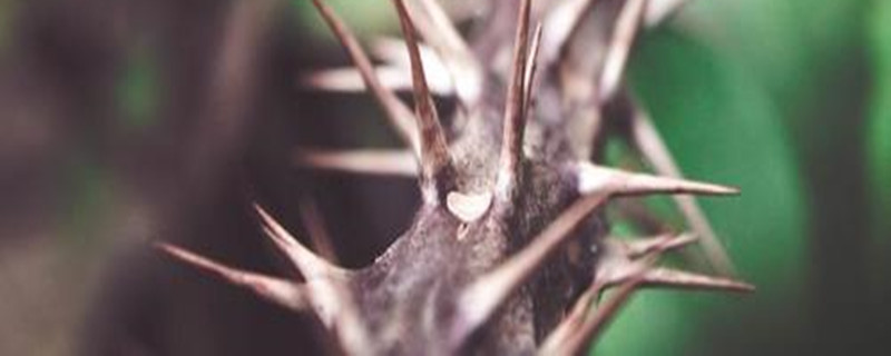 多刺大戟繁殖方法