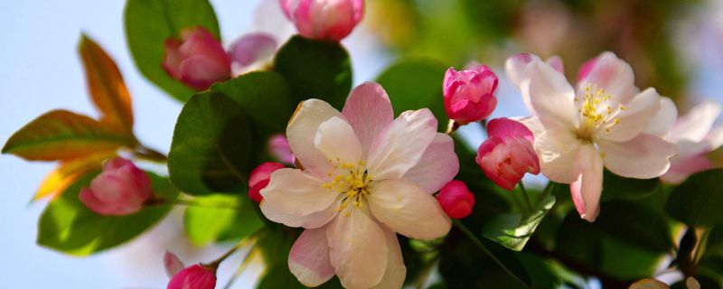 海棠花叶子焦边花干了怎么回事