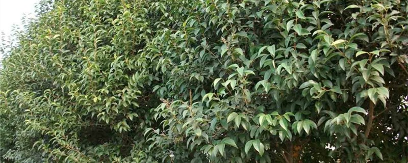 大叶女贞移栽技术 大叶女贞移栽技术