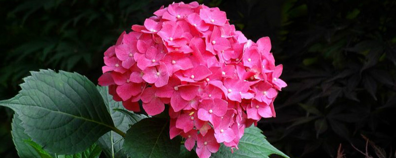 八仙花怎样修剪 八仙花怎样修剪