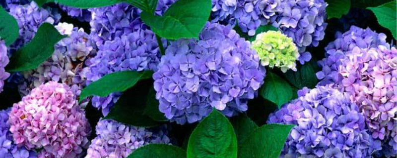 八仙花是两性花吗 八仙花是两性花吗
