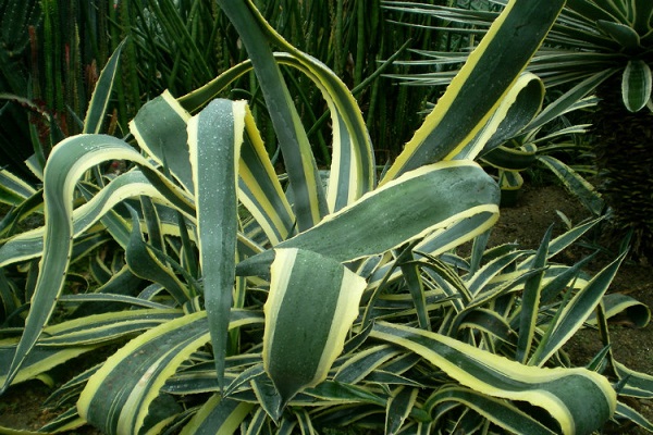 金边龙舌兰 Agave americana ‘Marginata’