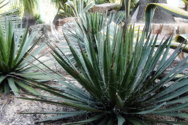 狭叶龙舌兰 Agave angustifolia