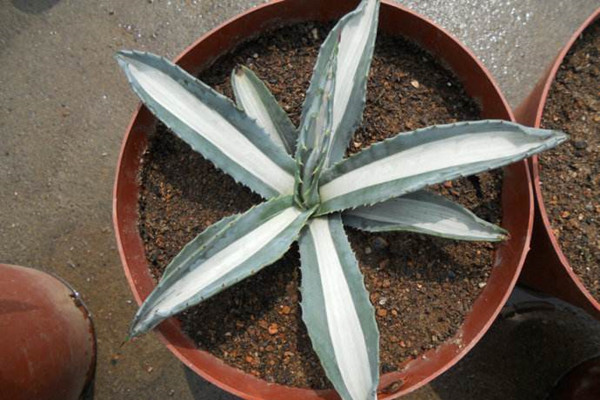 白心龙舌兰 Agave americana var. medio-picta ‘Alba’