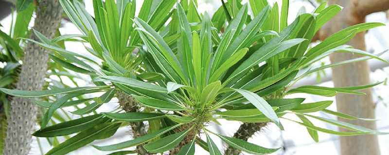 霸王树养殖方法
