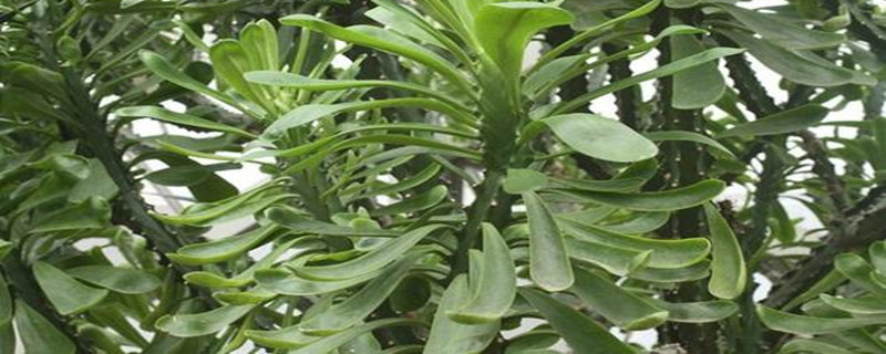 类似霸王鞭的植物