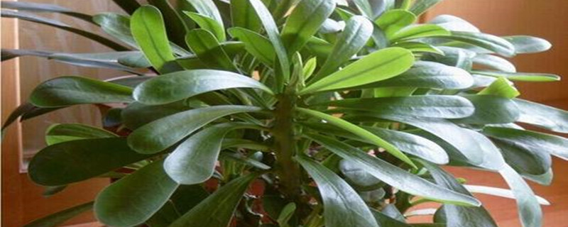 霸王鞭花的养殖方法 霸王鞭花的养殖方法