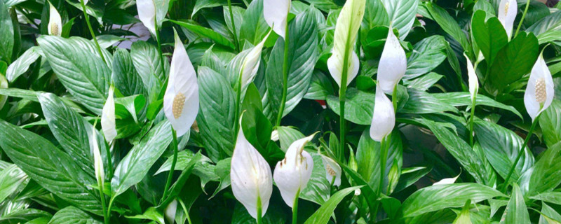 白掌在什么季节开花