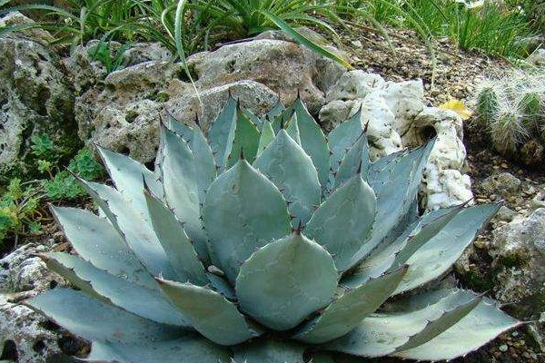 王妃雷神 Agave potatorum var. verschaffeltii ‘Compacta’