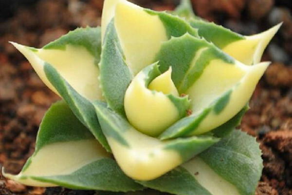 黄中斑王妃雷神 Agave potatorum var. verschaffeltii ‘Medio-picta’