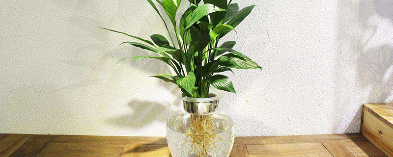 白掌花可以水培吗