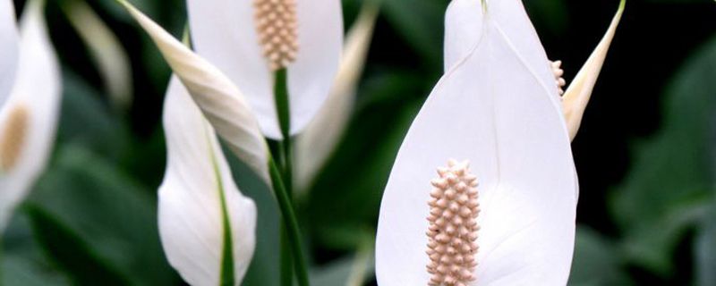 白掌花蕊变黑的原因 白掌花蕊变黑的原因