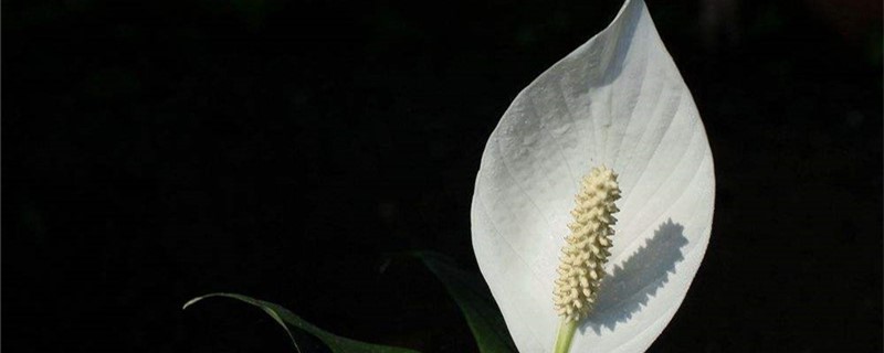 水培白掌怎么不开花 水培白掌怎么不开花