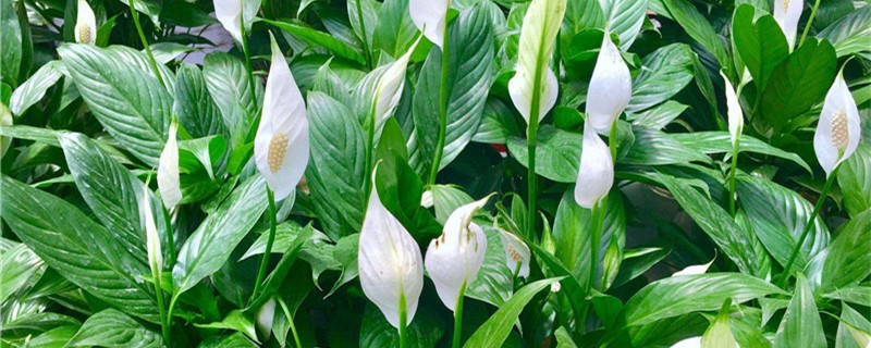 白掌的花期有多长