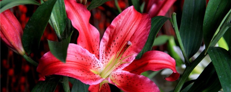 百合种植要剪掉花吗