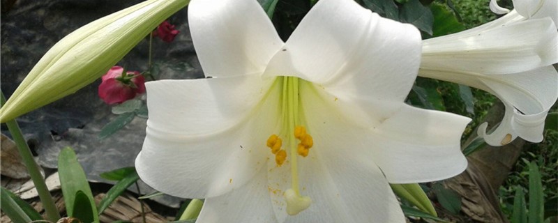 百合花苞发黄怎么办