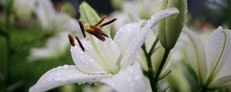 百合种植需注意事项