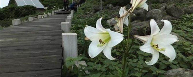 百合在室内怎么种 百合在室内怎么种