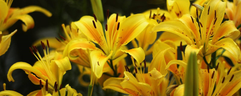 百合花苞变黄萎蔫怎么办 百合花苞变黄萎蔫怎么办