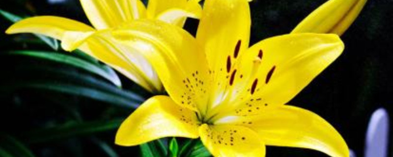 百合花的生长环境 百合花的生长环境