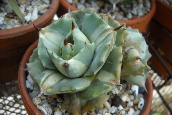 王妃雷神锦 Agave potatorum var. verschaffeltii ‘Variegata’