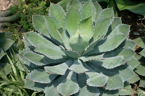 吉祥冠 Agave pumila