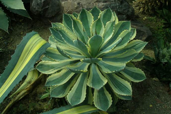 吉祥冠锦 Agave pumila ‘Variegata’