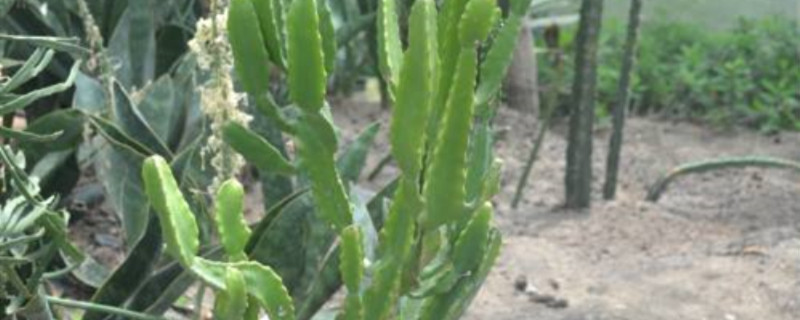 津巴布韦大戟春季养护