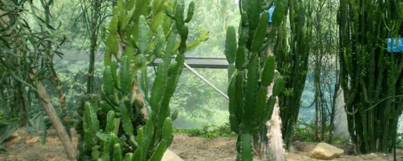 津巴布韦大戟产地在哪