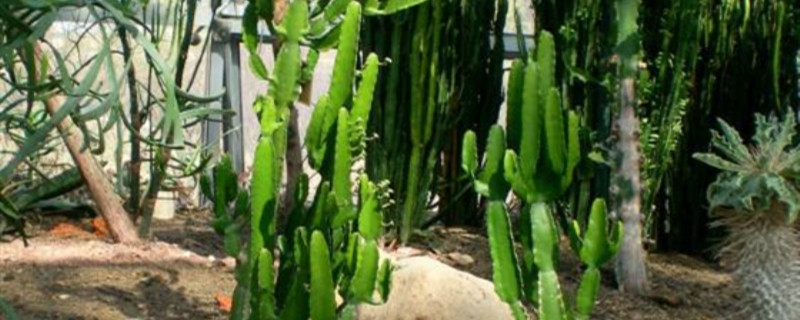 津巴布韦大戟是什么科