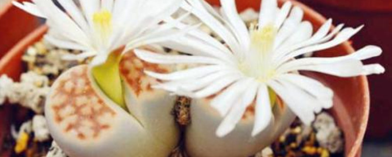 福寿玉浇水过多怎么办