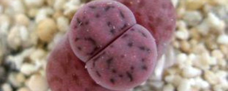 福寿玉怎么度夏