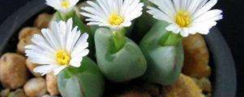 福寿玉产地在哪